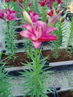 [1658 Koures No02.JPG]